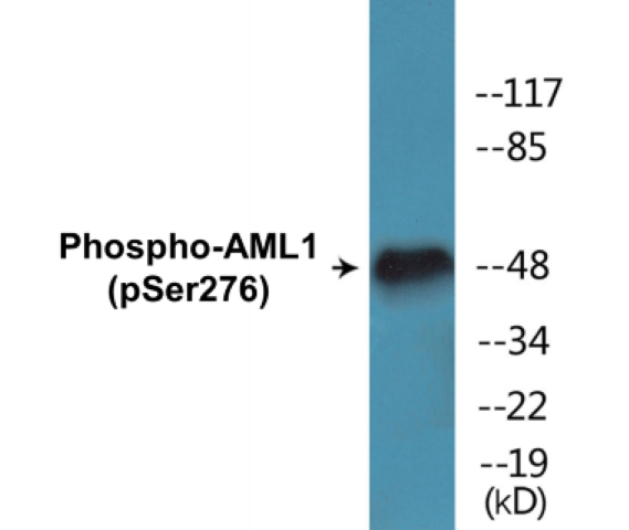 AML1 (phospho Ser276) Cell Based ELISA Kit