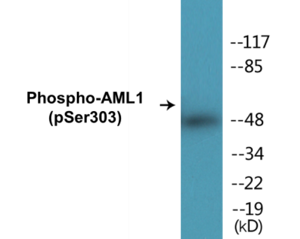 AML1 (phospho Ser303) Cell Based ELISA Kit
