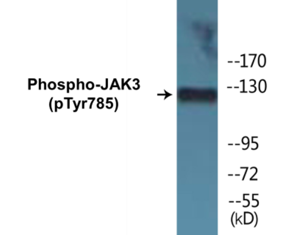 JAK3 (phospho Tyr785) Cell Based ELISA Kit