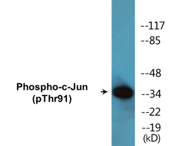 c-Jun (phospho Thr91) Cell Based ELISA Kit
