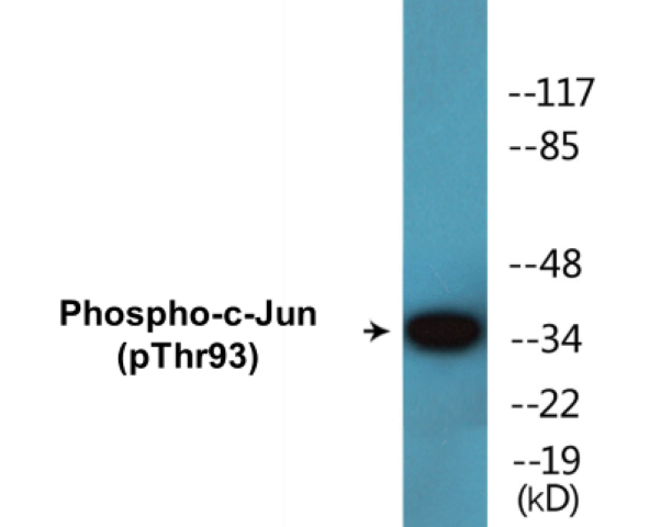 c-Jun (phospho Thr93) Cell Based ELISA Kit