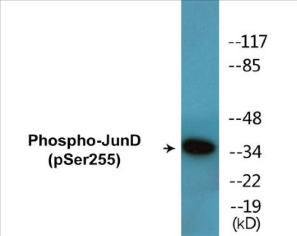 JunD (phospho Ser255) Cell Based ELISA Kit