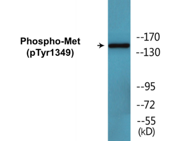 Met (phospho Tyr1349) Cell Based ELISA Kit