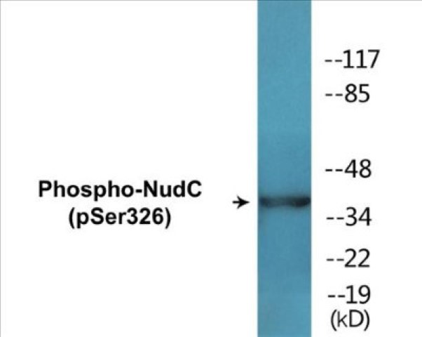 NudC (phospho Ser326) Cell Based ELISA Kit
