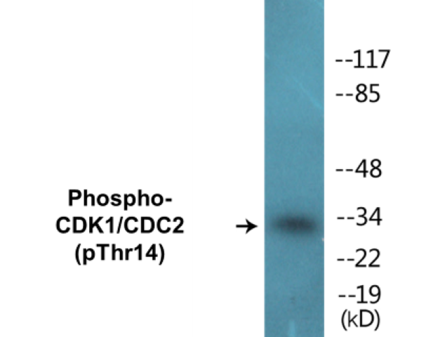 CDK1 (phospho Thr14) Cell Based ELISA Kit
