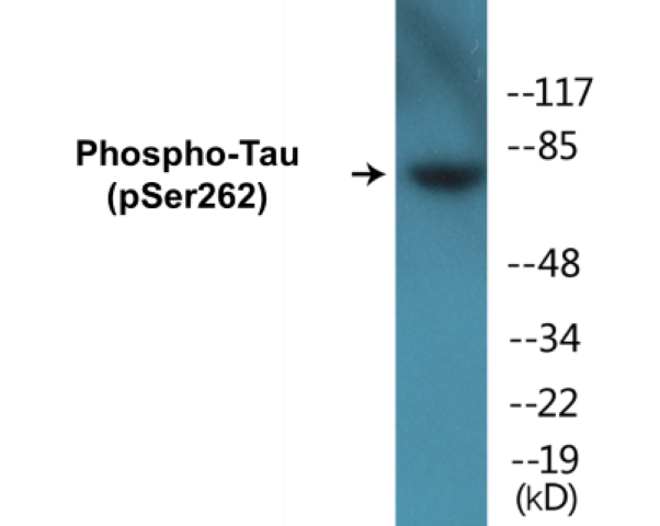 Tau (phospho Ser262) Cell Based ELISA Kit