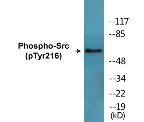 Src (phospho Tyr216) Cell Based ELISA Kit