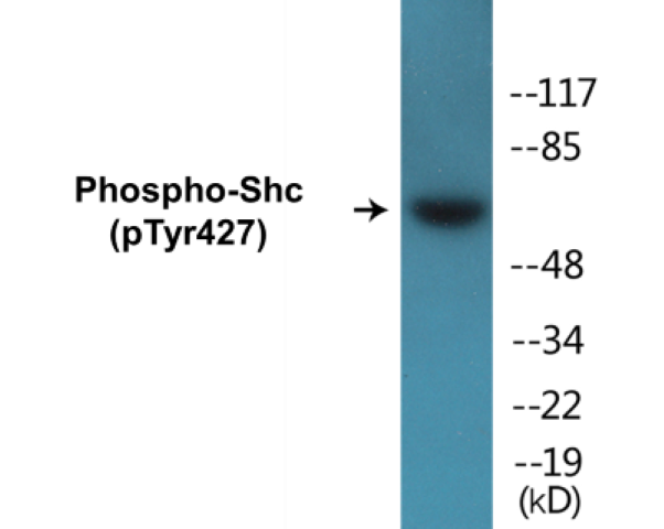 Shc (phospho Tyr427) Cell Based ELISA Kit