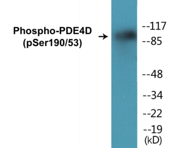 PDE4D (phospho Ser190 + Ser53) Cell Based ELISA Kit