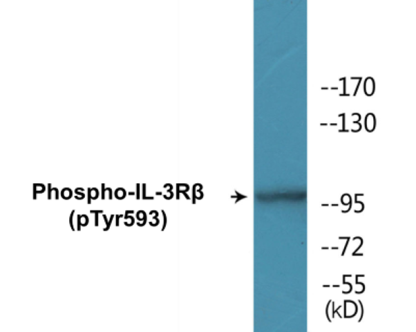 IL-3R beta (phospho Tyr593) Cell Based ELISA Kit