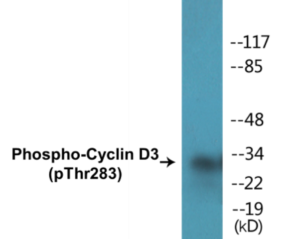 Cyclin D3 (phospho Thr283) Cell Based ELISA Kit