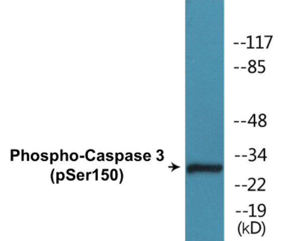 Caspase 3 (phospho Ser150) Cell Based ELISA Kit