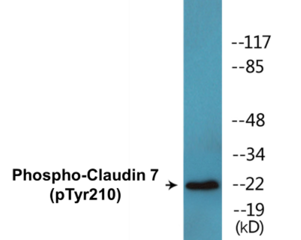 Claudin 7 (phospho Tyr210) Cell Based ELISA Kit