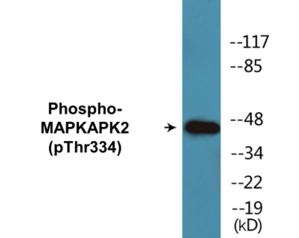 MAPKAPK2 (phospho Thr334) Cell Based ELISA Kit