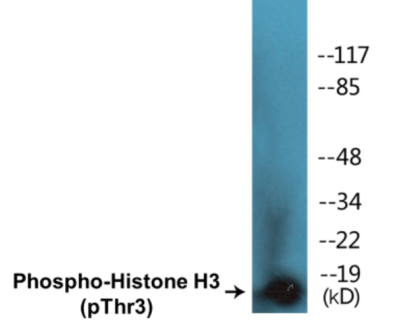 Histone H3 (phospho Thr3) Cell Based ELISA Kit