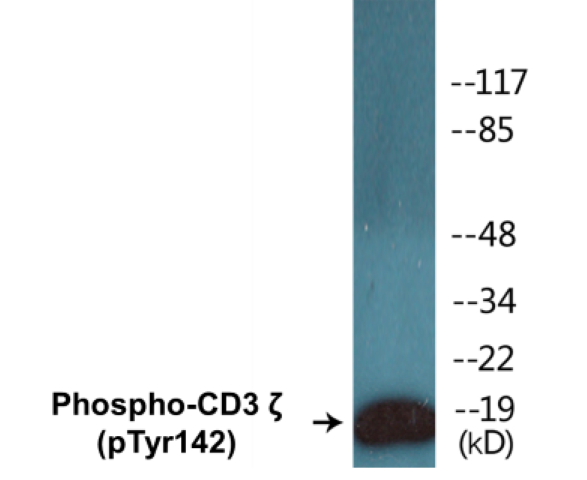 CD3 zeta (phospho Tyr142) Cell Based ELISA Kit