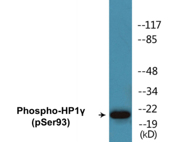 HP1 gamma (phospho Ser93) Cell Based ELISA Kit