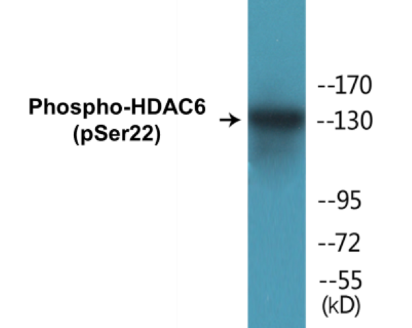 HDAC6 (phospho Ser22) Cell Based ELISA Kit