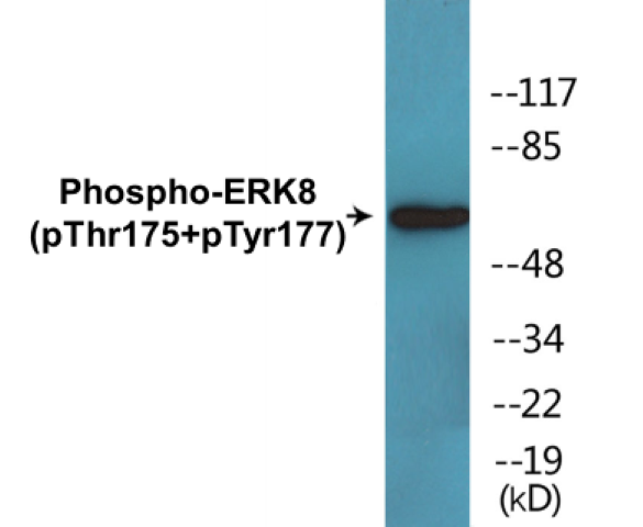 ERK8 (phospho Thr175 + Tyr177) Cell Based ELISA Kit
