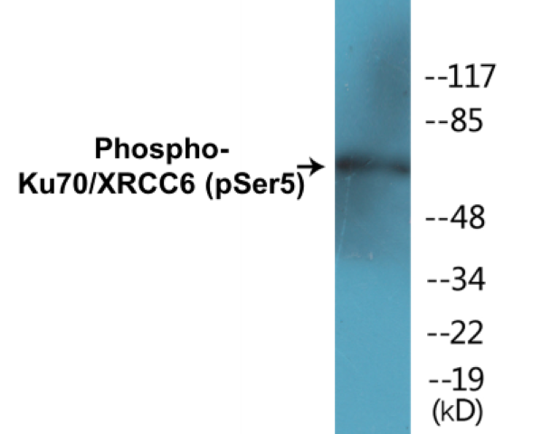Ku70 (phospho Ser5) Cell Based ELISA Kit
