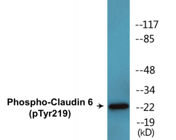 Claudin 6 (phospho Tyr219) Cell Based ELISA Kit