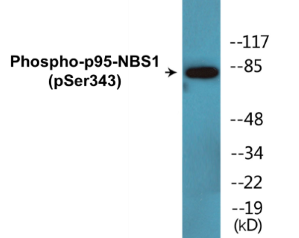 p95-NBS1 (phospho Ser343) Cell Based ELISA Kit