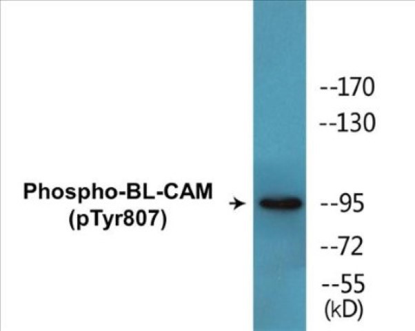 BL-CAM (phospho Tyr807) Cell Based ELISA Kit