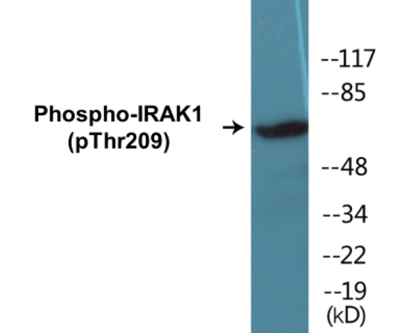 IRAK1 (phospho Thr209) Cell Based ELISA Kit