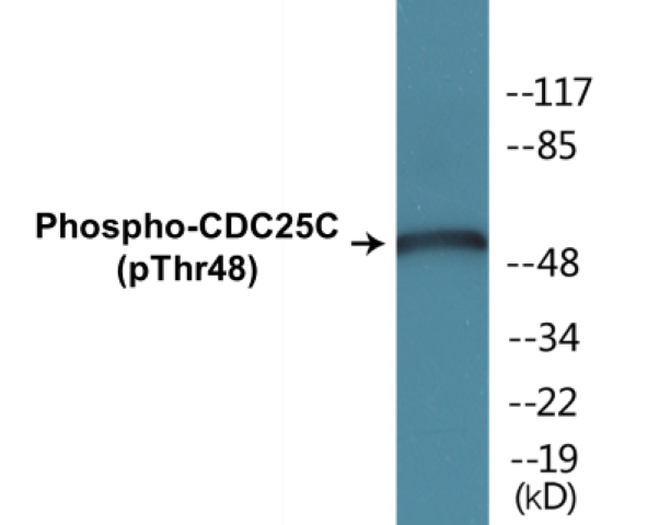 CDC25C (phospho Thr48) Cell Based ELISA Kit