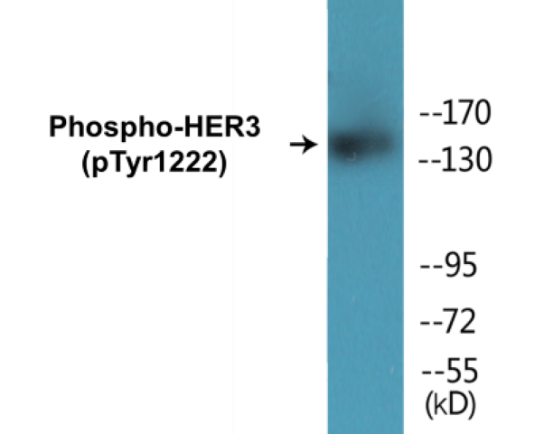 HER3 (phospho Tyr1222) Cell Based ELISA Kit