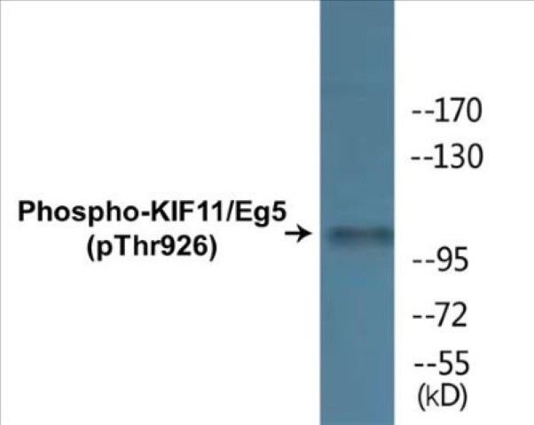 KIF11 (phospho Thr926) Cell Based ELISA Kit