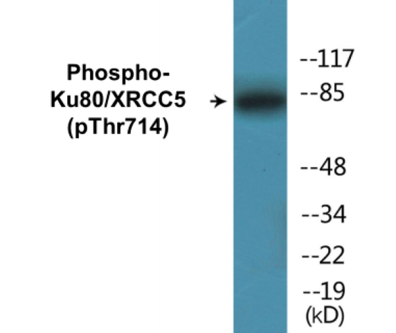 Ku80 (phospho Thr714) Cell Based ELISA Kit