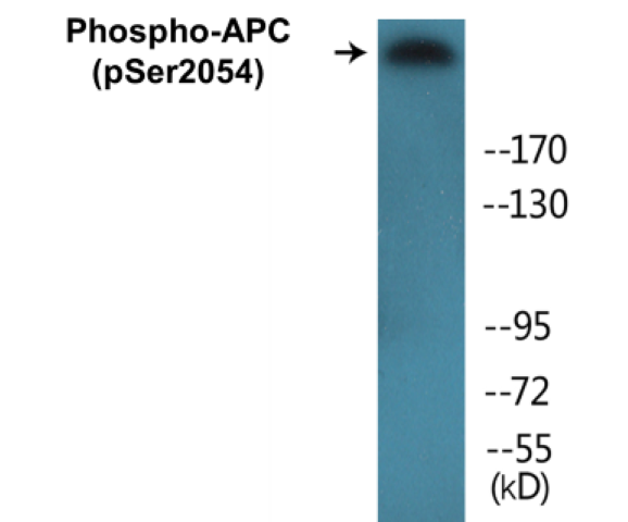 APC (phospho Ser2054) Cell Based ELISA Kit