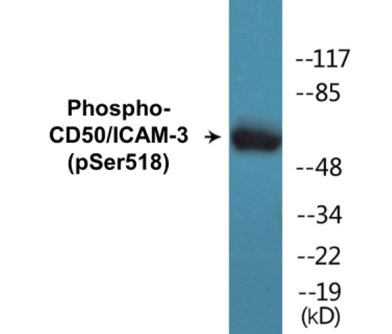 CD50 (phospho Ser518) Cell Based ELISA Kit