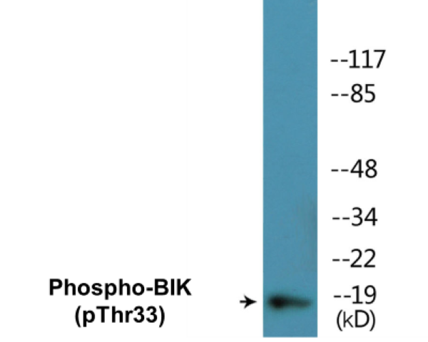 BIK (phospho Thr33) Cell Based ELISA Kit