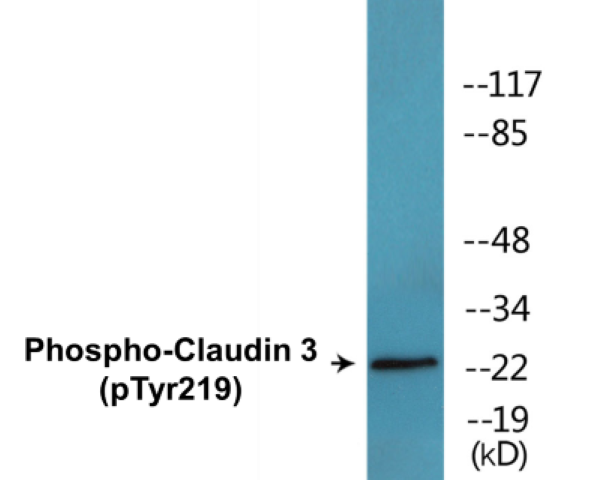 Claudin 3 (phospho Tyr219) Cell Based ELISA Kit