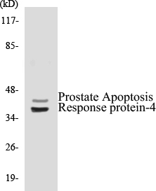 Prostate Apoptosis Response protein 4 Cell Based ELISA Kit