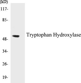 Tryptophan Hydroxylase Cell Based ELISA Kit
