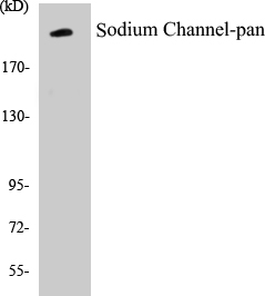 Sodium Channel-pan Cell Based ELISA Kit