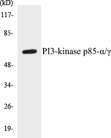 PI3-kinase p85 alpha + gamma Cell Based ELISA Kit