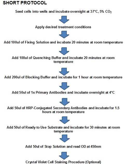 CaMK2 beta + gamma + delta Cell Based ELISA Kit CaMK2 beta + gamma + delta Cell Based ELISA Kit