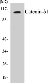 Catenin delta 1 Cell Based ELISA Kit