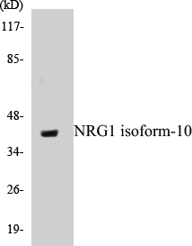 NRG1 isoform-10 Cell Based ELISA Kit