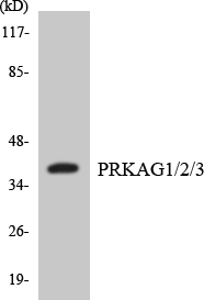 PRKAG1 + 2 + 3 Cell Based ELISA Kit