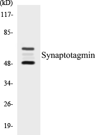 Synaptotagmin Cell Based ELISA Kit