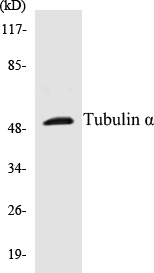 Tubulin alpha Cell Based ELISA Kit