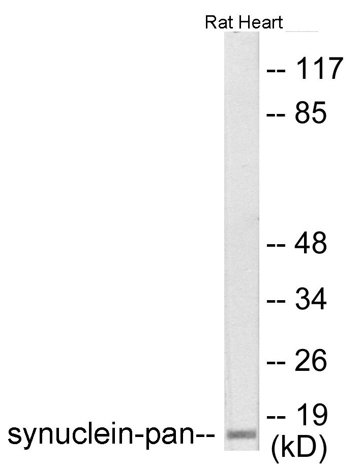 Synuclein-pan Cell Based ELISA Kit