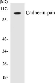 Cadherin-pan Cell Based ELISA Kit