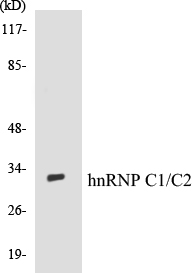 hnRNPC1 + C2 Cell Based ELISA Kit