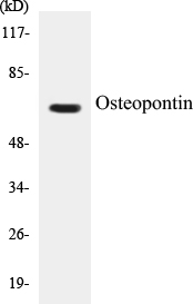 Osteopontin Cell Based ELISA Kit